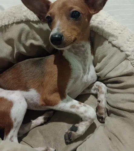 Cachorra pinscher fêmea