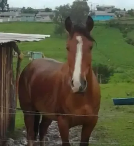 Cavalo