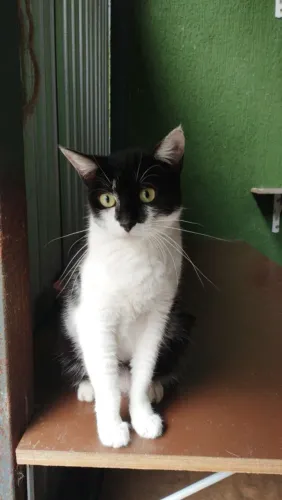 Gatinhos, gatinhas e filhotes para adoção