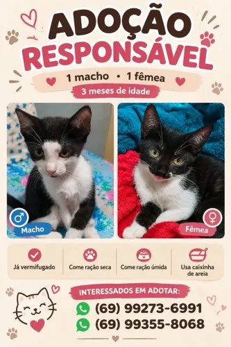 Doação de gatos filhotes 