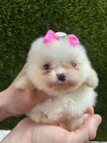 Lindos filhotes de lulu pomerania anão disponíveis ? 