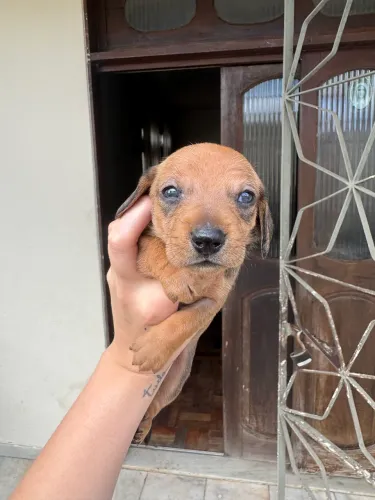 filhote dachshund para venda