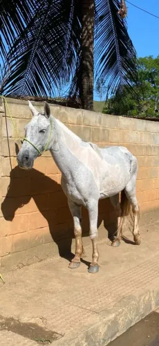 ?Vende-se Égua Pampa d'Água de Ótima Índole
