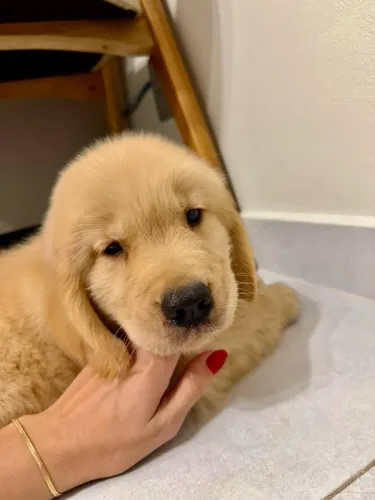 Cachorro Golden Retriever (filhote macho)