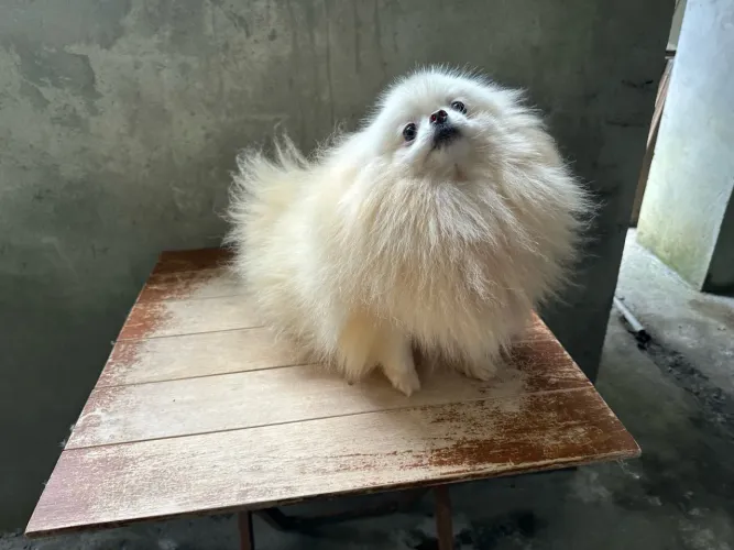 Lulu da pomerania