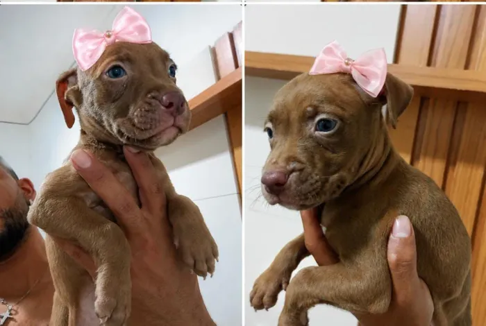 Cachorro Pit Bull
