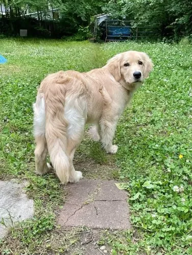 Doação de Golden Retriever com pedigrees, motivo comecei um relacionamento e vou me mudar