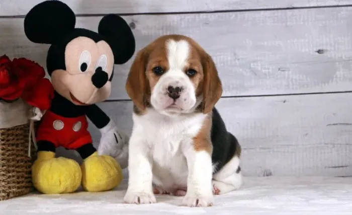 Beagle encantadores a venda