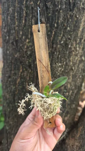 Mudas de orquídeas