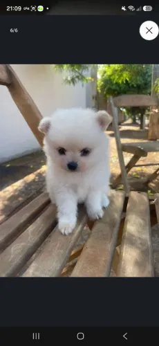 Cachorro spitz Alemão macho