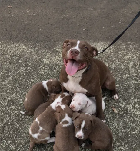 Filhote Pitbull Macho