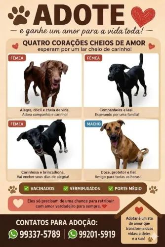 Adoção