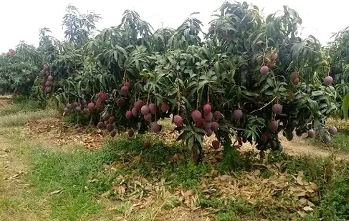 Sítio/Fazenda 25ha na Beira do Rio São Francisco | Casa Nova-BA | Lazer e Produção