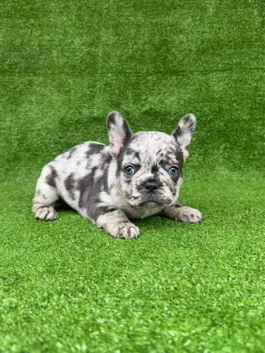 Bulldog francês fêmea