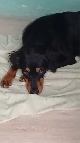 Cadela para adoção 