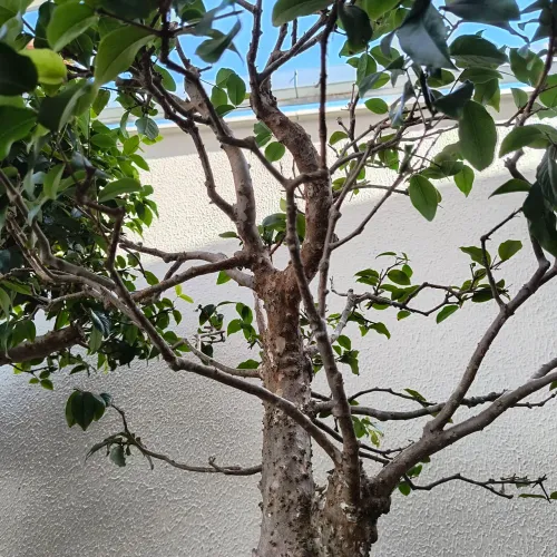 BONSAI DE JABOTICABEIRA