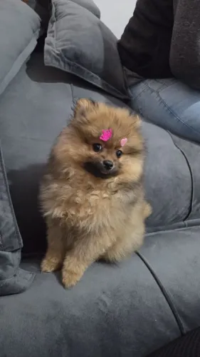 Lulu da pomerania anão