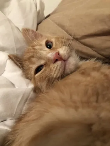 Procuro gatinho laranja para adoção 