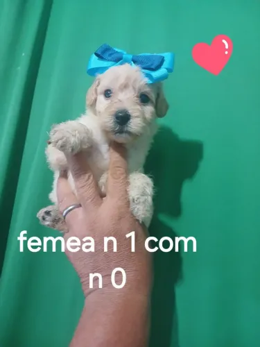 Lindo casal de poodle valor individual