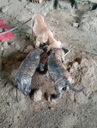 Vendo filhotes de fila Brasileiro