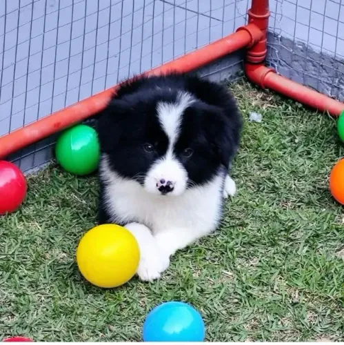Filhotes de Border Collie | Amigo perfeito esperando você.