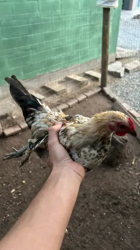vendo galo garnizé jovem 