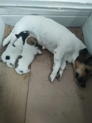 Lindo casal de filhotes Jack Russell, o cachorro do filme o máscara R$ 3.000,00