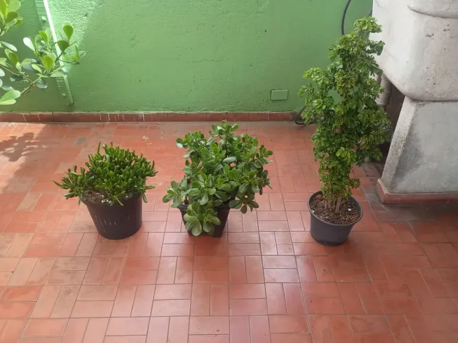 Plantas