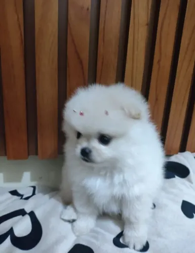 Lulu da Pomerânia 