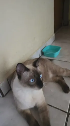 Adoção de Gata fêmea castrada