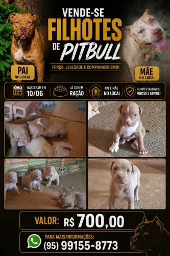 PitBull Filhotes