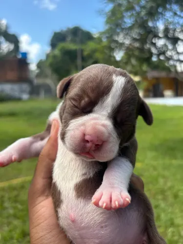 Pitmonster DISPONÍVEL