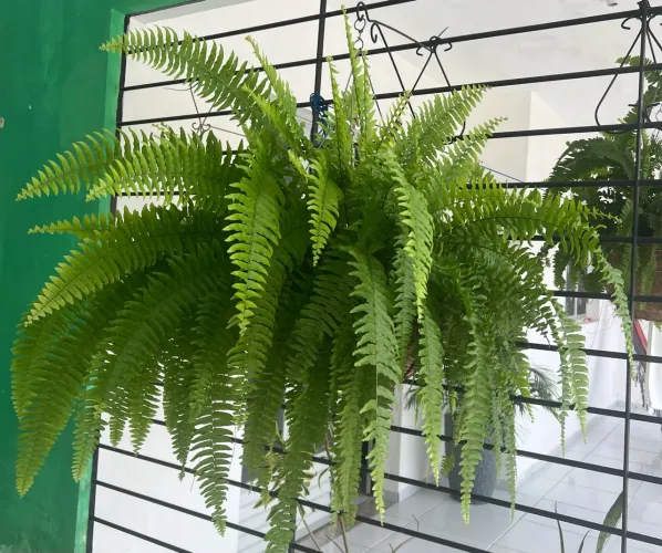 Planta samambaia linda
