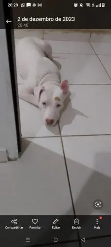 Cachorra pit Bull pra doação.