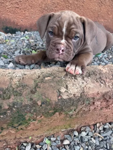 Buldogue campeiro