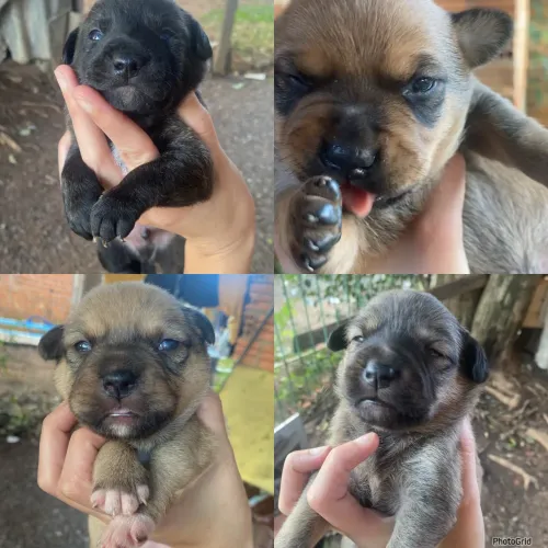 Pet doação 