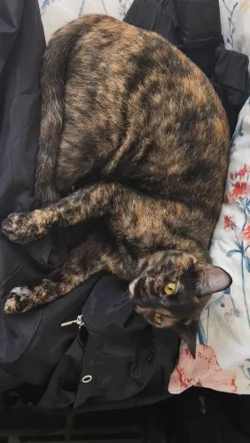 Doação de gata