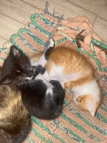 2 Gatinhos para adoção (macho laranja e femea frajolinha)