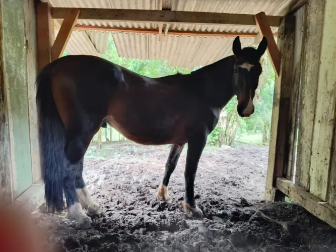 Cavalo crioulo