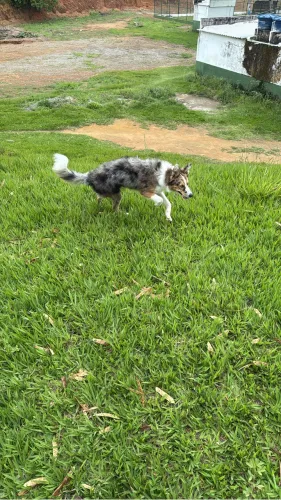 Border Collie Merle - Fêmea R$ 1.000