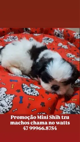 Shih-tzu branco e preto com 50 dias vacinado