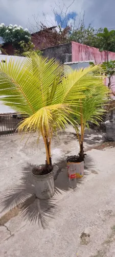 Coqueiro amarelo no vaso