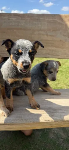 Filhotes blue heeler