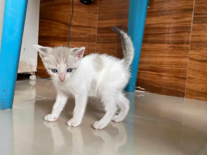 Doação Gatinhos Siamês, gato