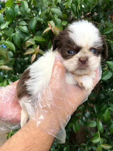 Filhotes de Shih Tzu | Seu Novo Xodó Pode Estar Aqui