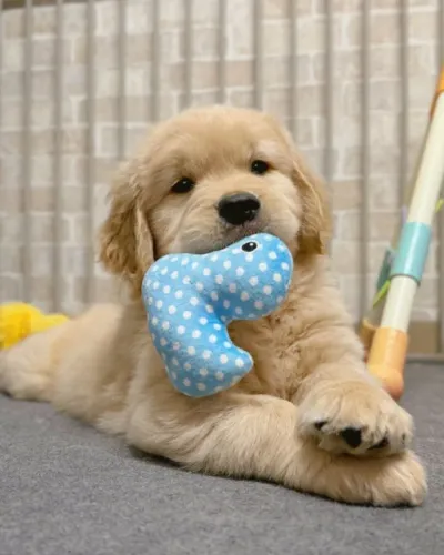 Filhote Golden Retriever Macho à Procura de um Lar