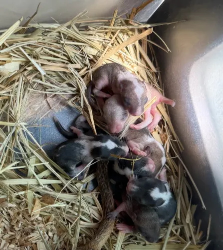 Vendo filhotes de gerbil (Esquilo da Mongólia)