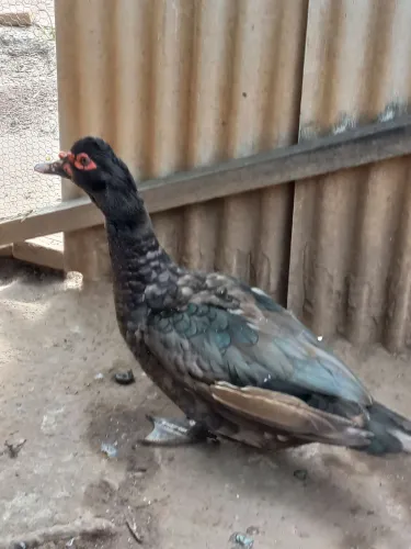 VENDE-SE PATO