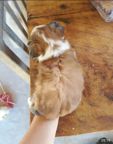 Vende se filhotes de cachorro shitzu puro