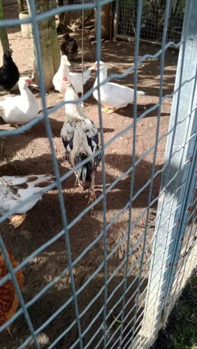 Galo índio gigante